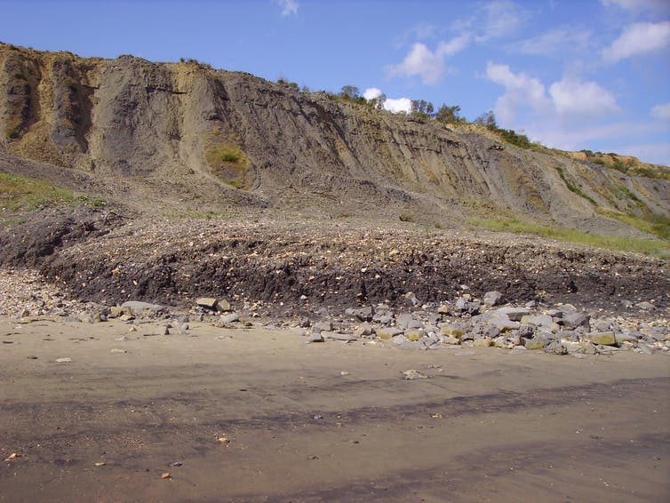 Lyme Regis fossils