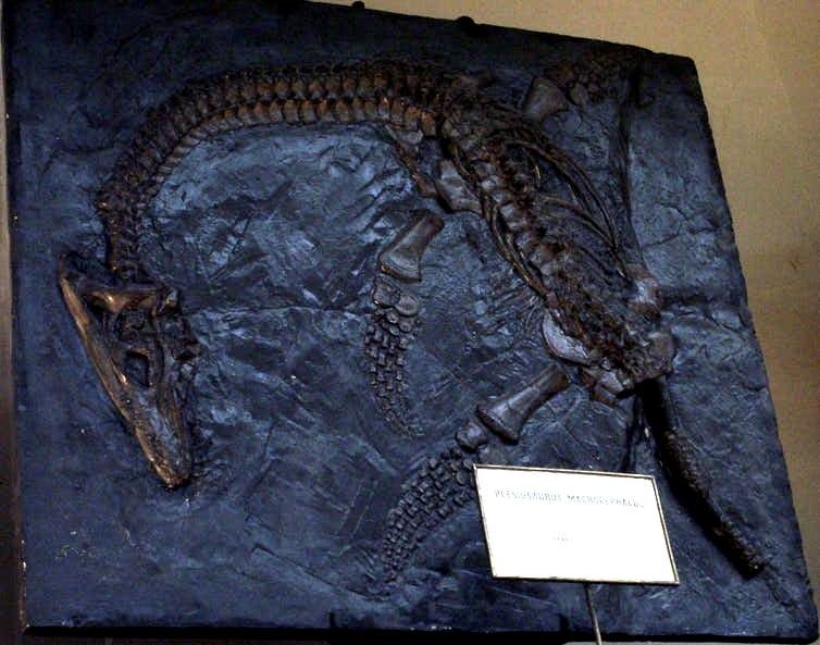 Plesiosaurus macrocephalus