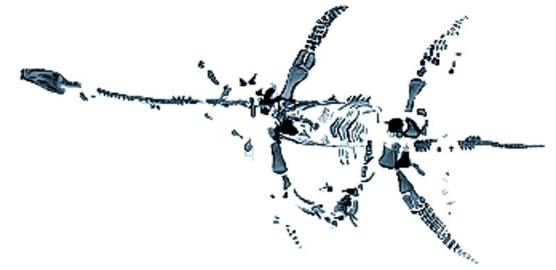 Mary Anning Plesiosaurus drawing