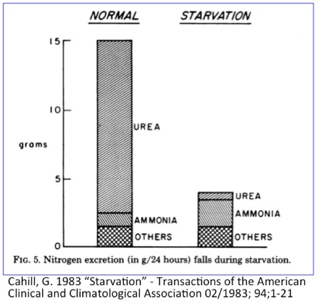 Nitrogen levels during Starvation
