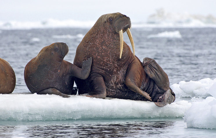 Walrus