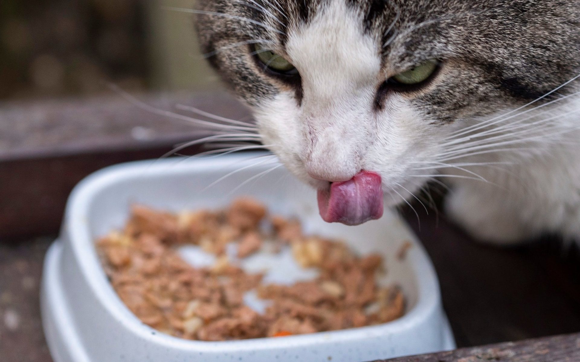 Click to enlarge kitty cat meow