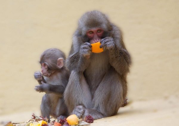 Click to enlarge Monkey with baby