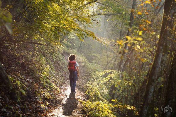 Forest therapy