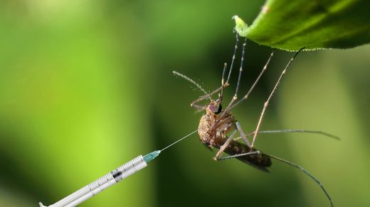 Cayman Islands: Minister claims GM mosquitoes didn't work Cayman Islands: Minister claims GM mosquitoes didn't work