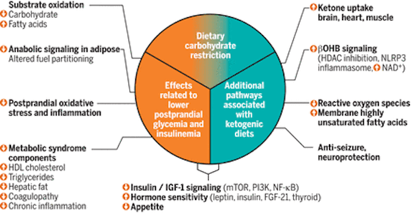 Click to enlarge fat diet