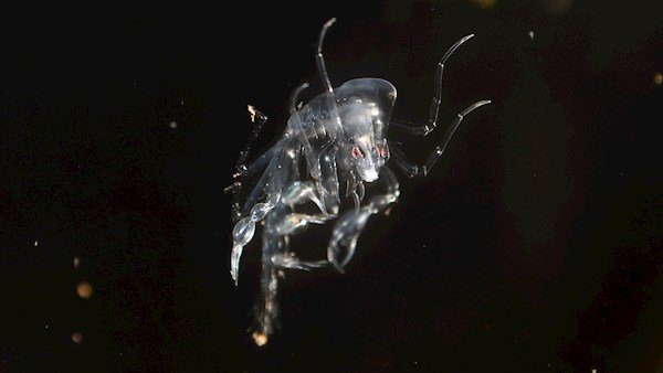 parasites called Phronima