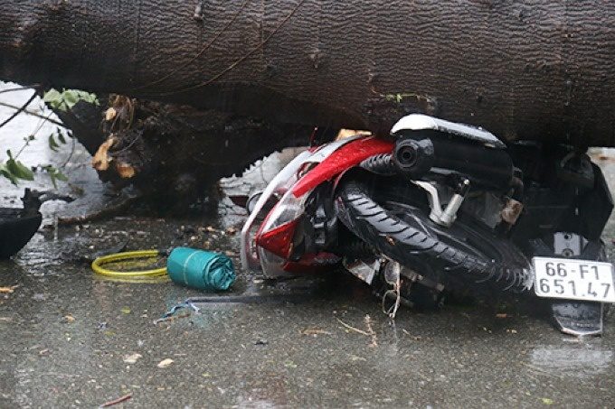 Thunderstorms uproot a tree