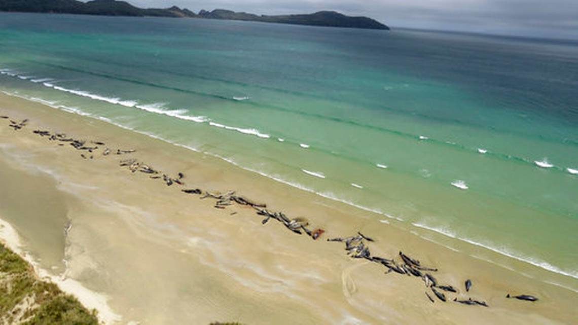 Stranded Pilot Whales
