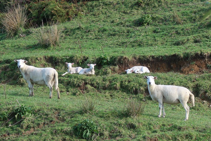 sheep