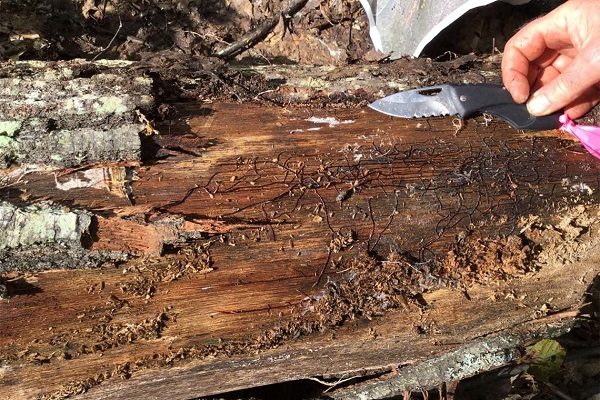 Armillaria gallica fungus on a scrap of wood.