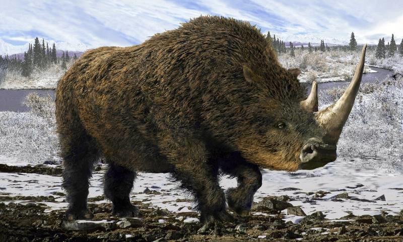 Click to enlarge woolly rhinoceros