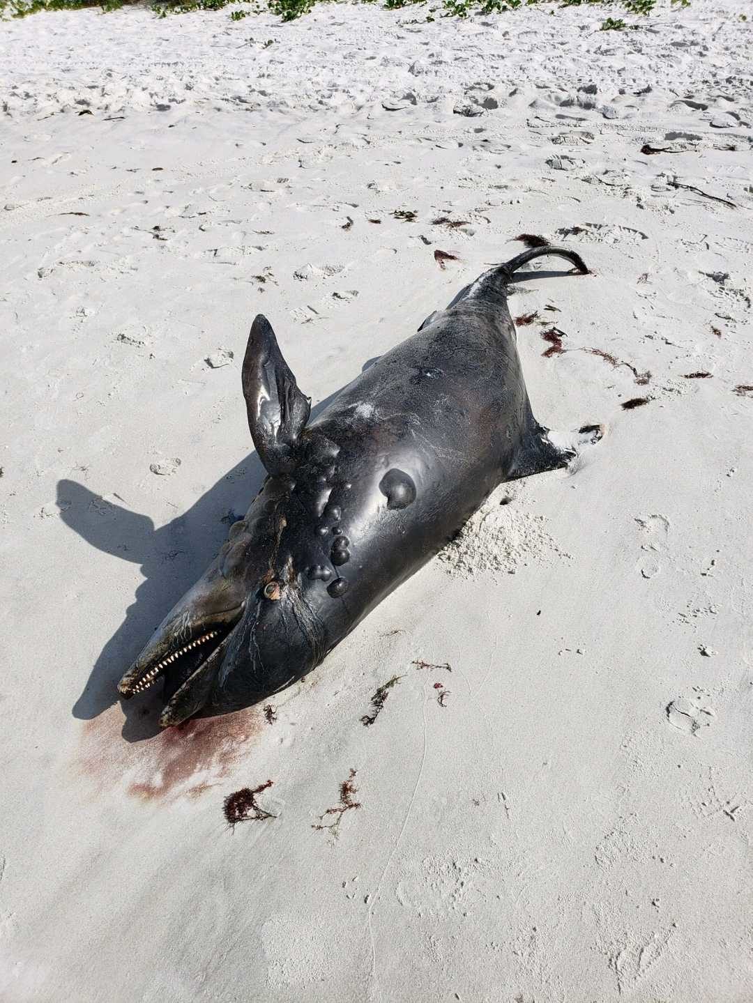 A dead dolphin is washed up on the beach south