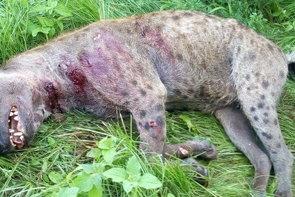 The carcass of a hyena shot dead by police