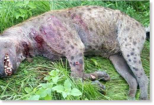 The carcass of a hyena shot dead by police