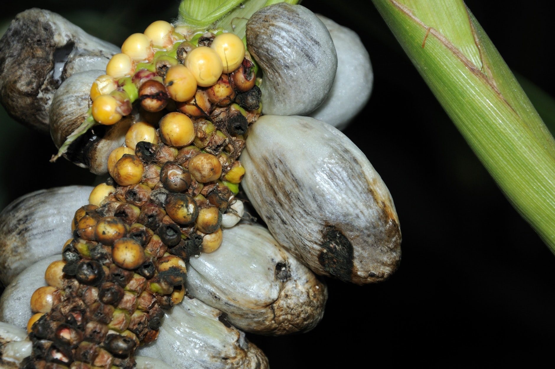 Ustilago maydis corn smut