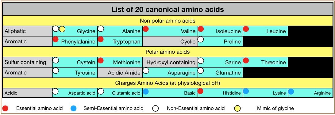 canonical amino acids chart