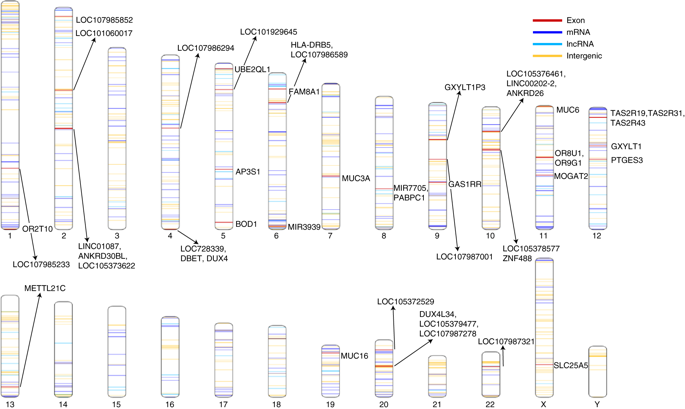 pan-African reference genome, human genome project