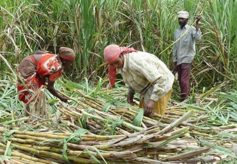 India sugarcane
