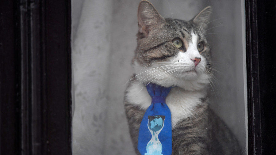 Click to enlarge Embassy cat