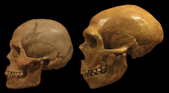 Human and Neanderthal