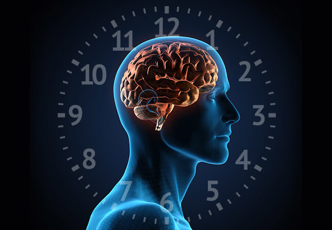 circadian rhythm