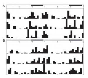 circadian rhythms chart