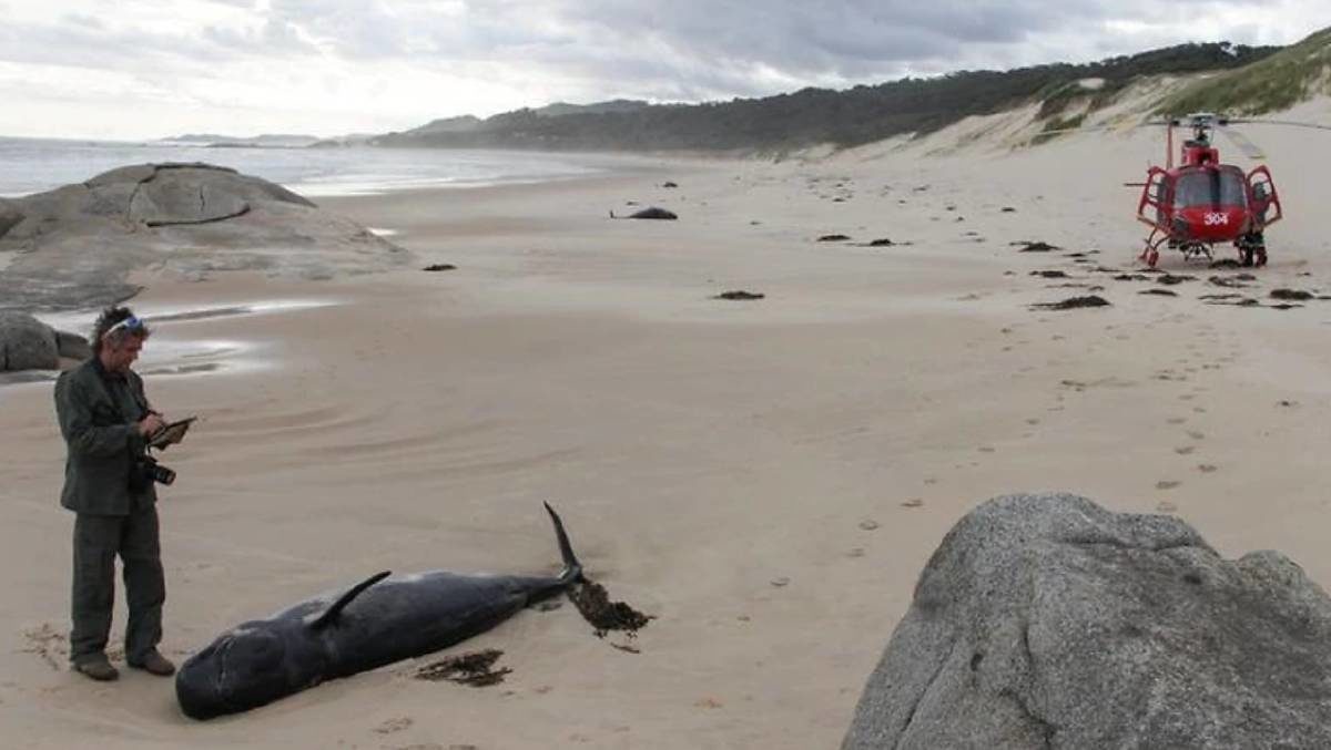 A stranded whale is checked over.