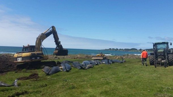 Pilot whales are buried after stranding on the Chatham Islands.