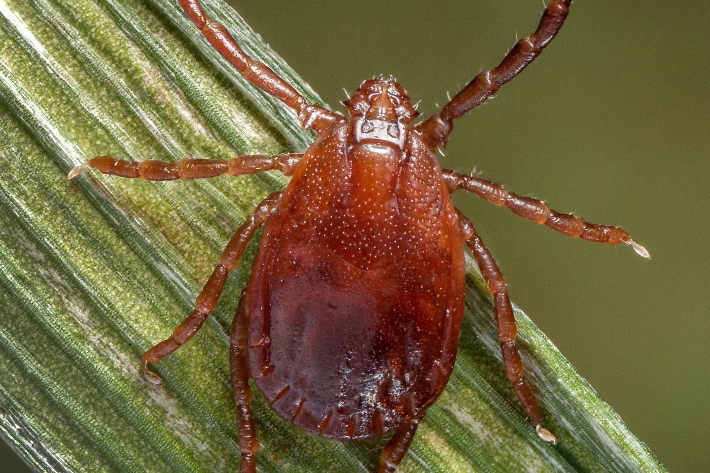 asian longhorned tick