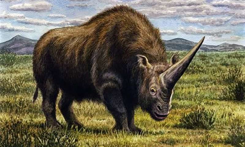 siberian unicorn