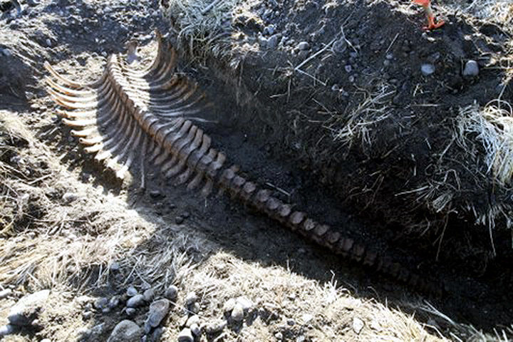 siberia sea cow