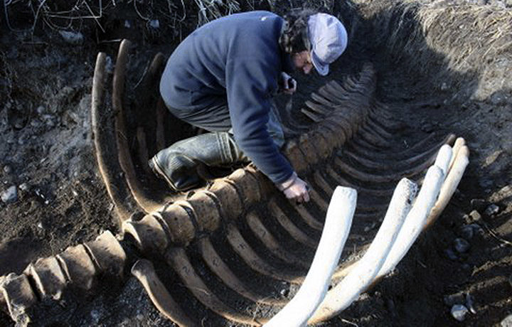 Click to enlarge sea cow siberia