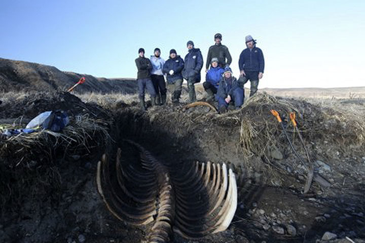 Click to enlarge sea cow siberia