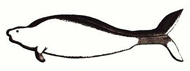 Click to enlarge sea cow
