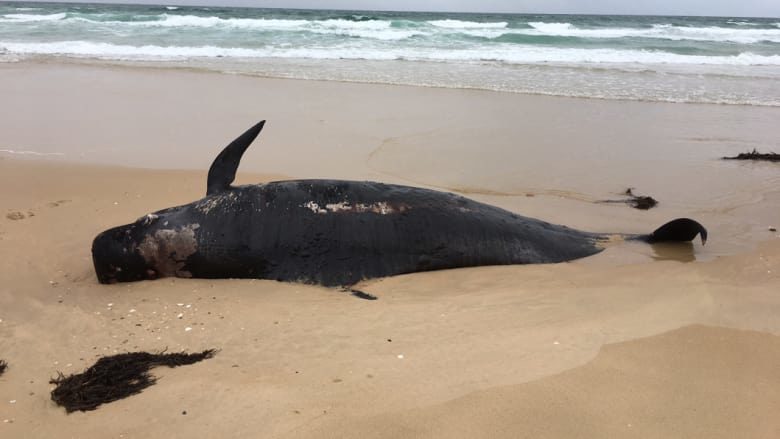 One of two pilot whale carcasses found