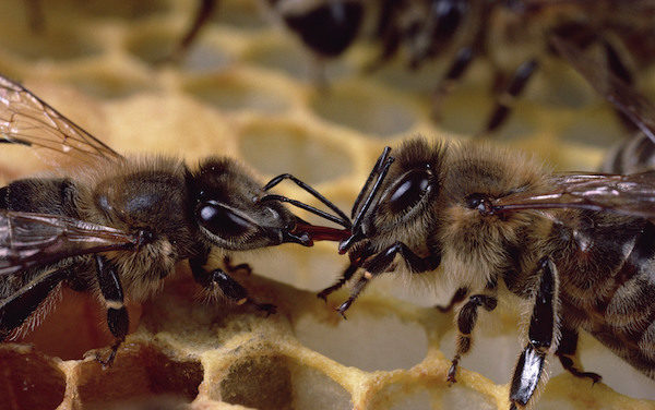 bee brained