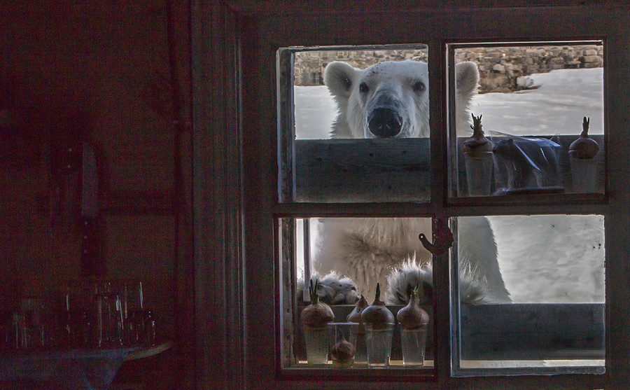 Click to enlarge Polar bear