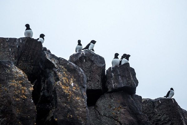 Click to enlarge Little auks on the rocks