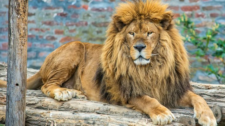 Click to enlarge The King