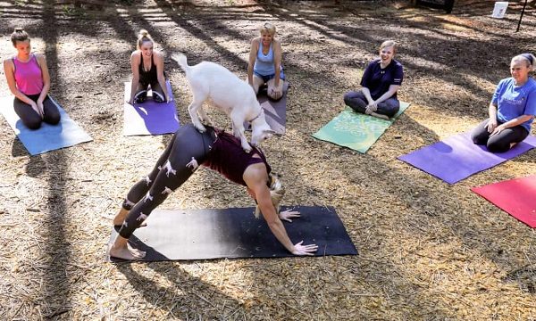 Click to enlarge Goat yoga