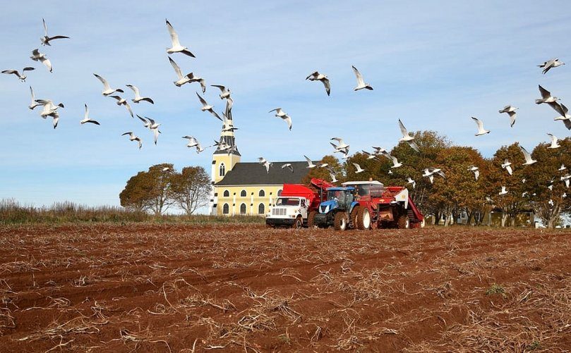 potatoes PEI