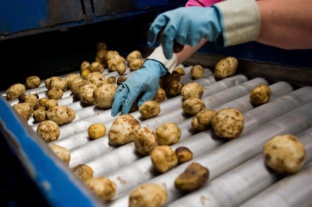 potatoes