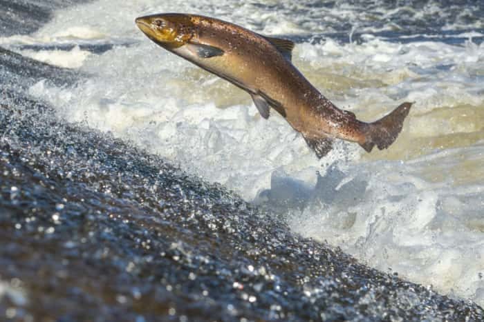 salmon