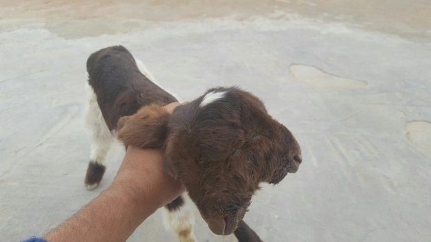 Click to enlarge two headed lamb