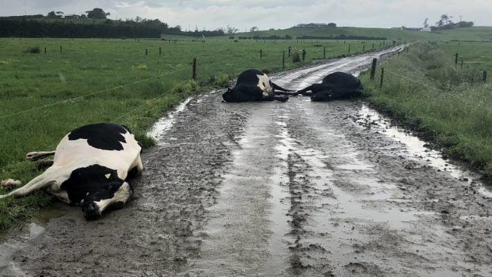 Four of Clem and Karen Newby's cows were walking back to the paddock after morning milking when they were struck by lightning.