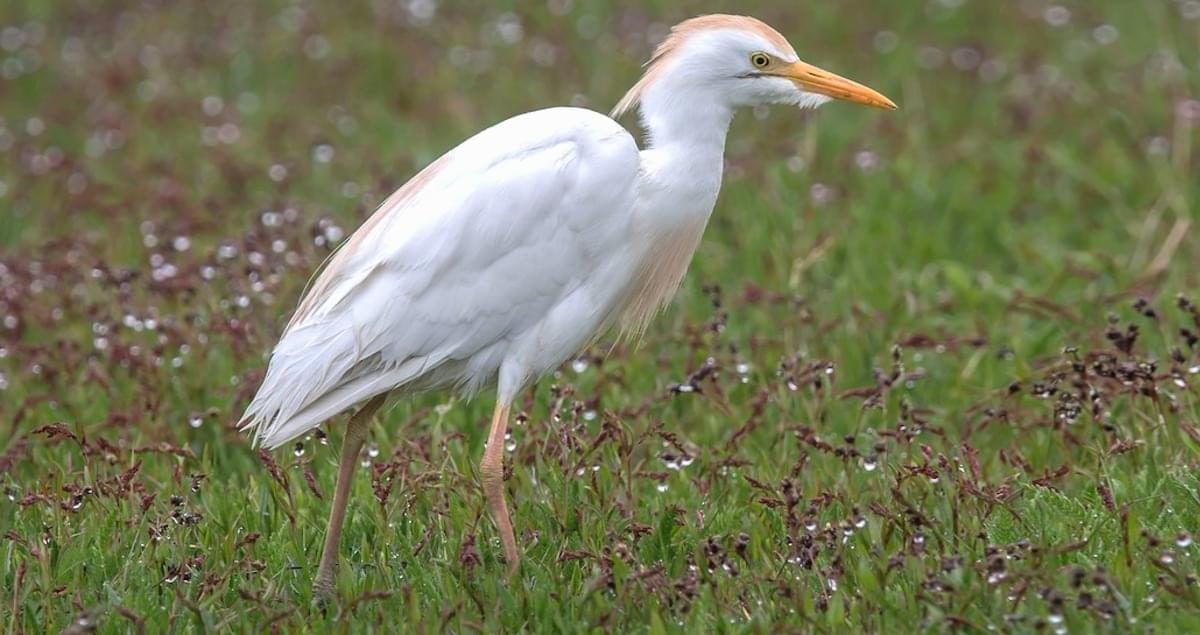 Cattle egret
