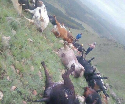 The hail killed livestock and damaged property and trees.