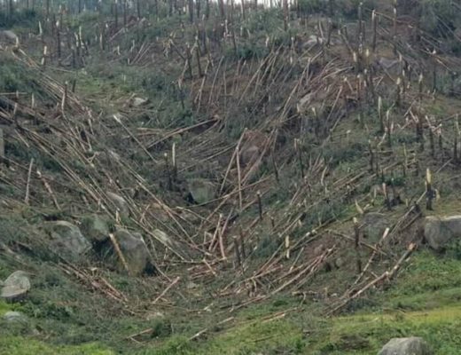 A forest in one of the affected areas.