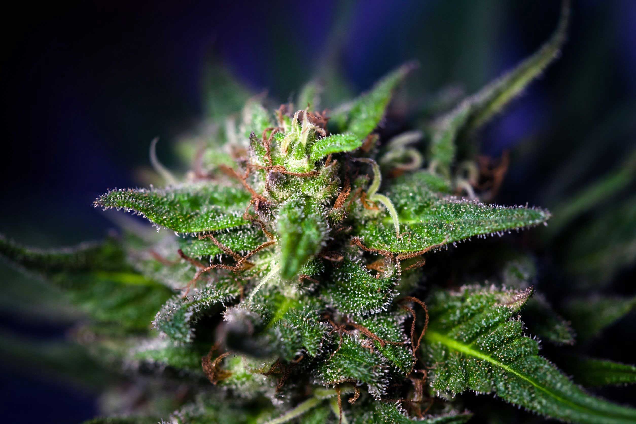 marijuana bud